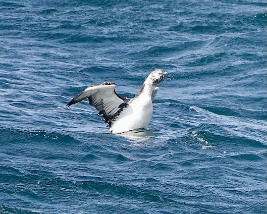 great northern diver